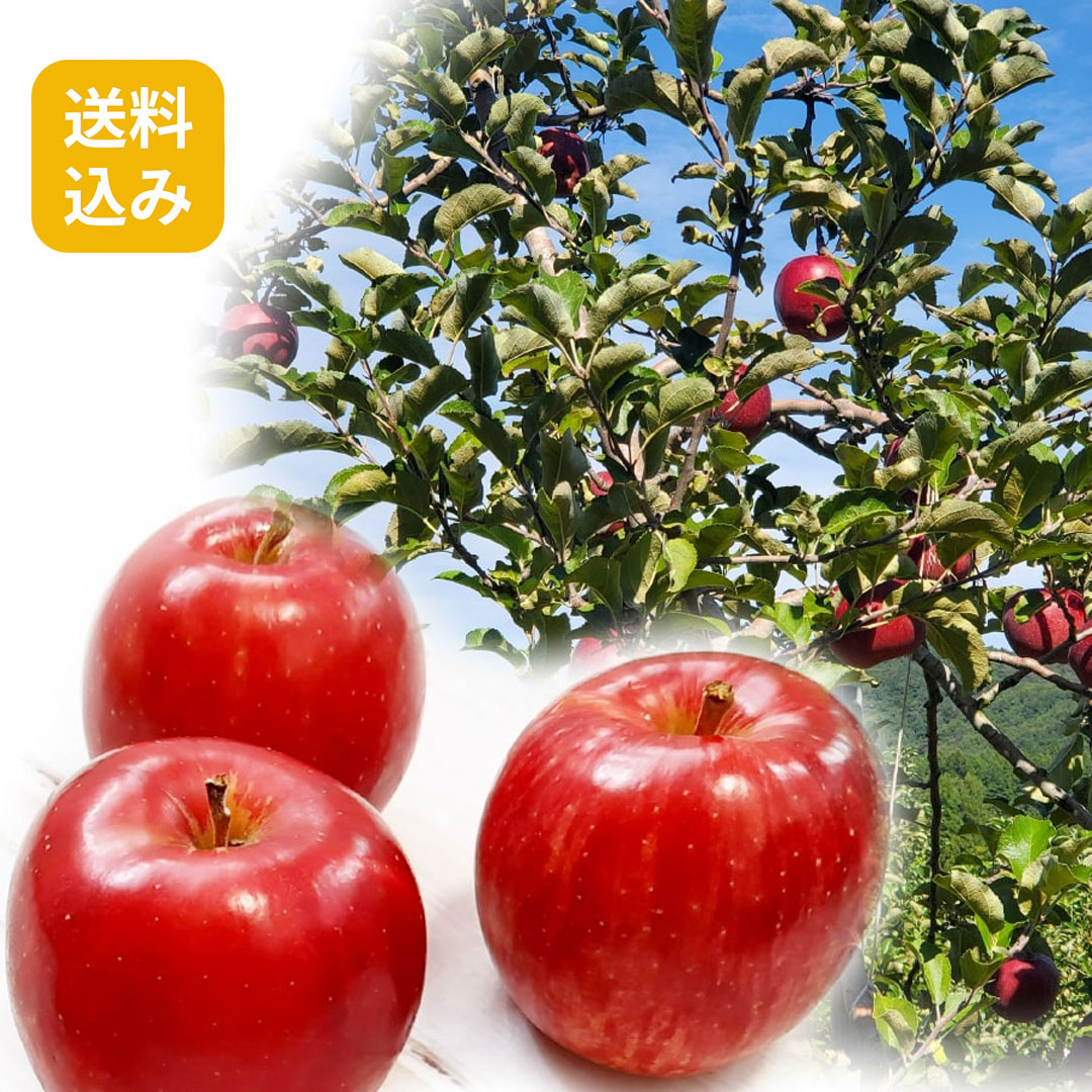 【送料込/数量限定】サンふじ
